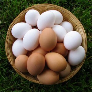 Яйцо куриное высшей категории фабрики Красное и Белое Ревда