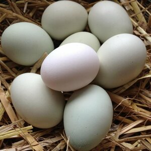 Яйцо куриное фермерское фабрики Дивеевское упаковка 10 шт 973773