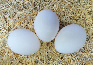 Яйцо куриное фабрики Кукареку С0, упаковка 10 шт 973634
